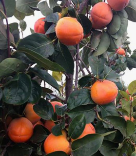 Hurmi Kaki 'Ribera Sun' , osobný odber